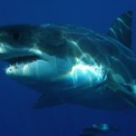 Where Did Shark Week Come From?