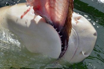 Shark feeding