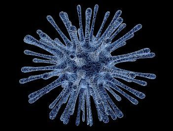 Virus infected cells