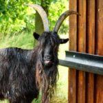 Was The Chicago Cubs Billy Goat Curse Real?
