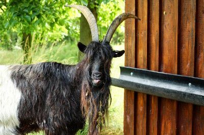 Black and white billy goat
